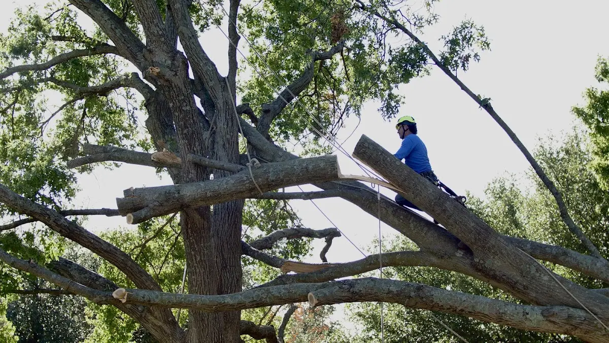 Professional Hazardous Tree Removal performed by certified arborists in Bloomington